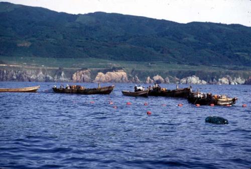 Sado Island, fishermen fishing with purse nets