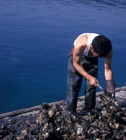 Fishing, oyster harvest