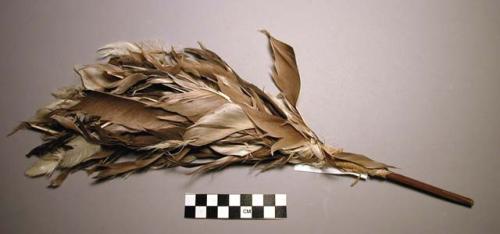 Fan, feather