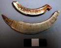 Tusk fragments, boar?, notched at one end where they were perforated and brkn