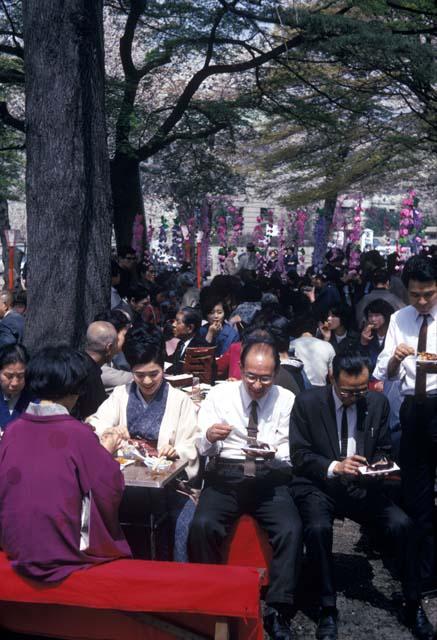 Families eating out at Cherry Blossom viewing, Yasukuru, Tokyo