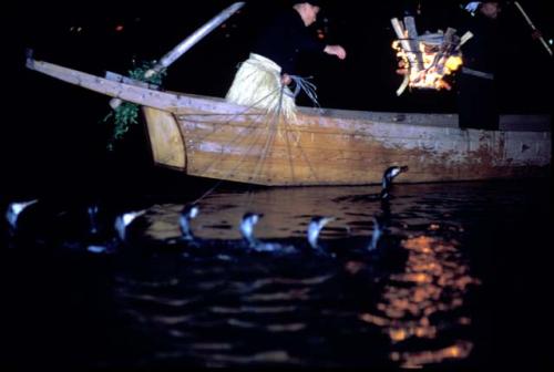 Gifu, dormorant fishing