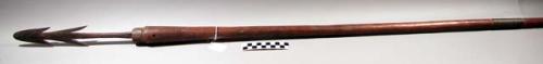 Assegai (spear) - wood and iron with double barbed point; point 11", shaft 68"