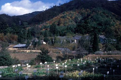 Kyoto; garden