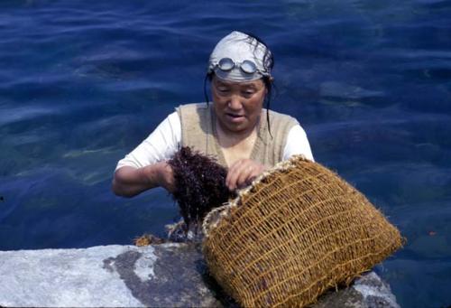 Itoigawa, seaweed collection