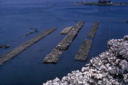 Iwate, fishery, oyster culture