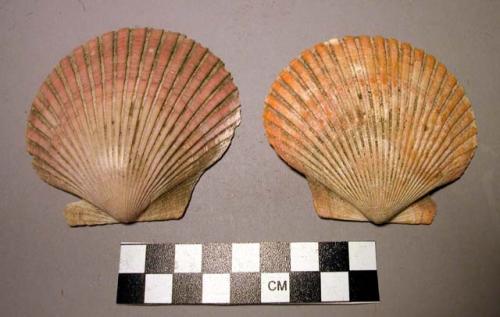 Shell, scallop