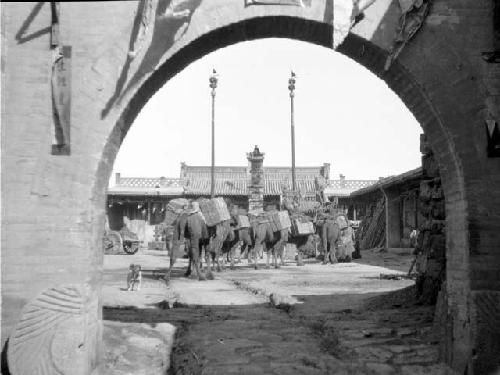 Looking through archway at camels and dog