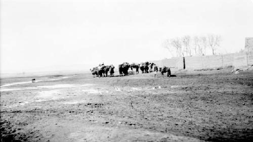 Group of camels in the desert