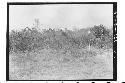 Chichen Itza - View from Mercado toward Warrior - vegetation grown up since 1937