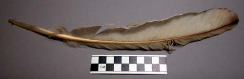 Feather, buff with brown tip, hole or tear one side