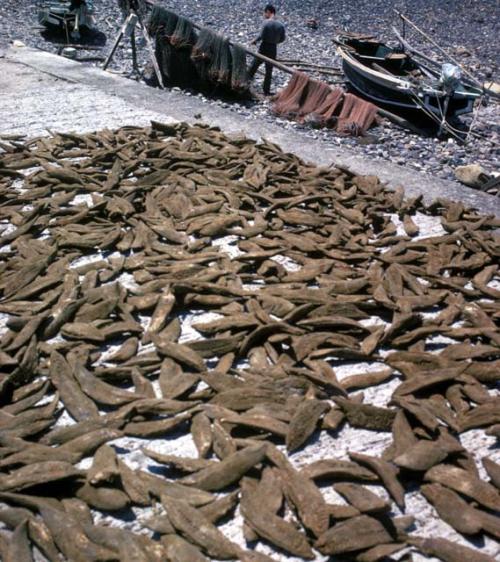 Tosa-Shimizu, fishing, drying Bonito