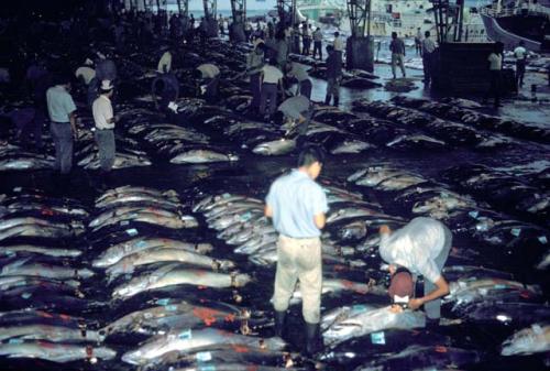 Tokyo, fish market