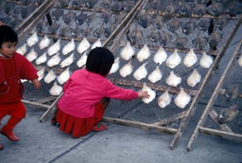 Boso Peninsula, fish drying