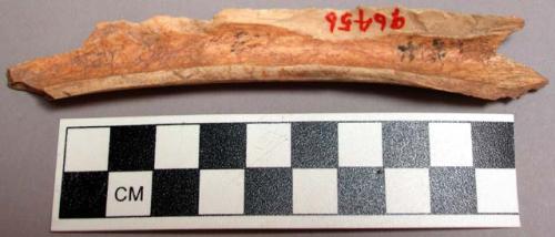 Worked bone fragment