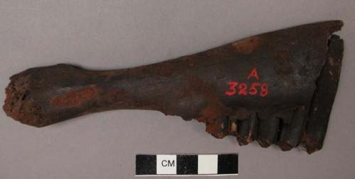 Fragment of jaw bone of ( )