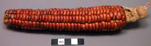 Ear of corn, clay red