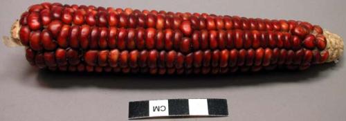 Ear of corn, red