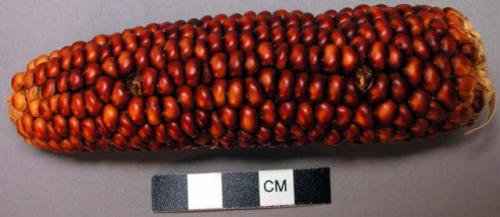 Ear of corn, red