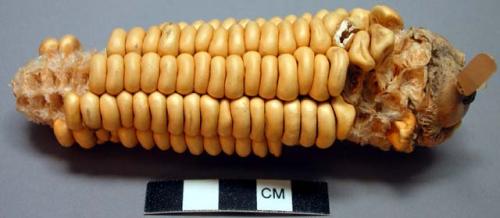 'Short ear' corn