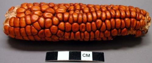 Ear of red corn