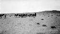 Camels with packs walking through desert