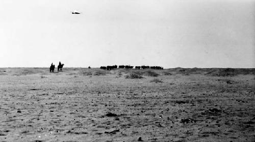 People riding camels in desert