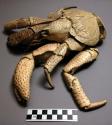 Crustacean body, buff lined carapass, 4 legs, 2 claws, tail folded under, eyes