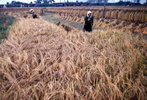 Rice harvest