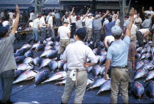 Tokyo, fish market