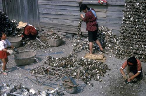 Fishery, oyster culture