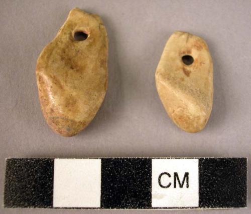 2 perforated teeth of deer (cervus elephus) (CAST)