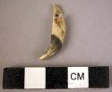 Perforated canine tooth of Badger (Meles leucurus) (CAST)
