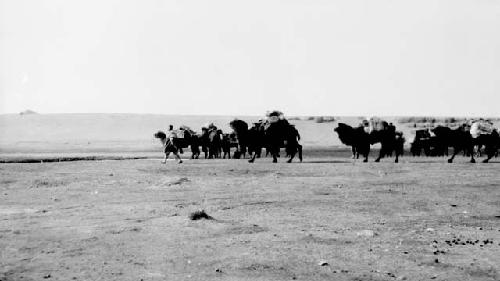 People riding camels in the desert