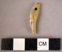 Perforated canine tooth of fox (vulpes vulgaris) (CAST)