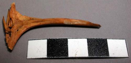 Faunal bone fragment, jawbone?, 2 pointed appendages may be teeth