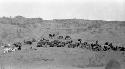 Camels and ponies resting in the desert