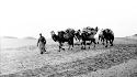 Person leading camels through desert