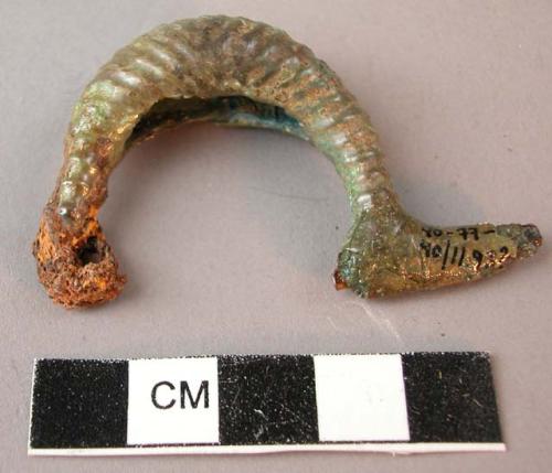 Fibula, leech