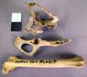Organic, bone, faunal remains, femur, cottontail rabit