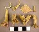 Organic, bone, faunal remain, rodent long bones, teeth, vertebrae, fragments