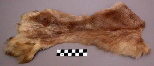 Skin of reindeer leg