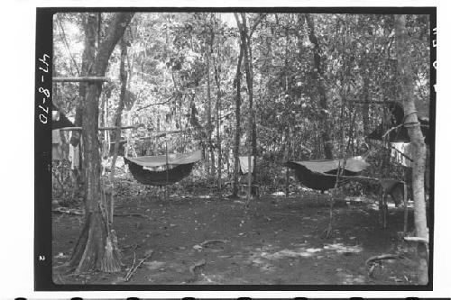 Jungle hammocks