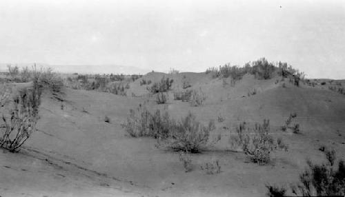 Desert with growing vegetation