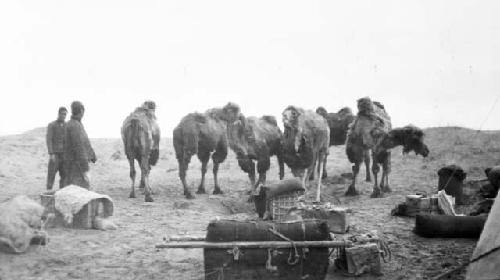 People and camels in desert