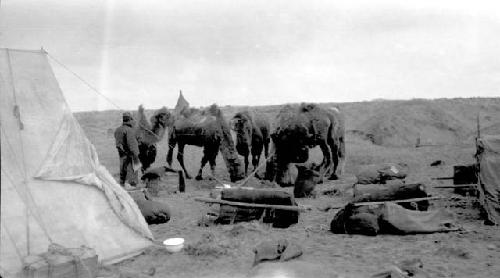 People and camels by tent