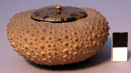 Jar made of a sea urchin with lacquered lid.
