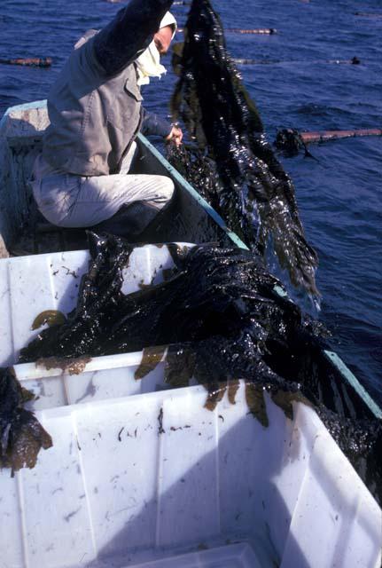 Undaria, harvesting unkame