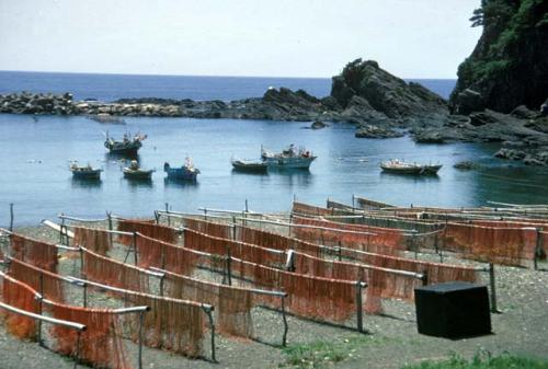 Fishing harbor near Tosa-Shimizu