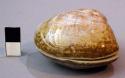 Porcelain container in form of shell - used in tea ceremony
